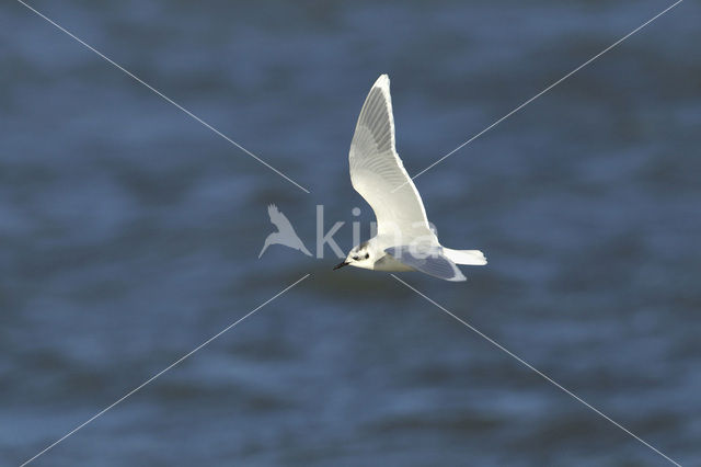 Dwergmeeuw (Larus minutus)