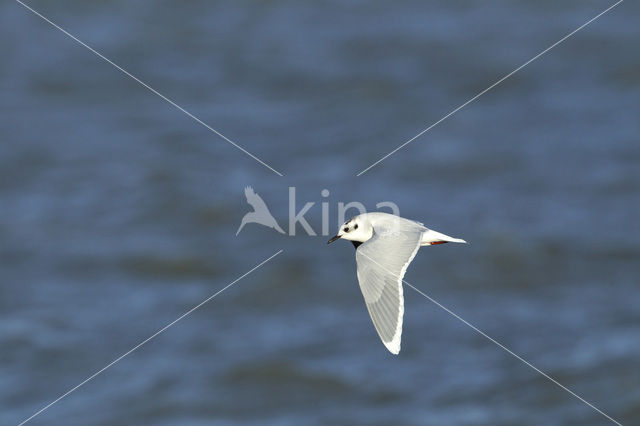 Dwergmeeuw (Larus minutus)