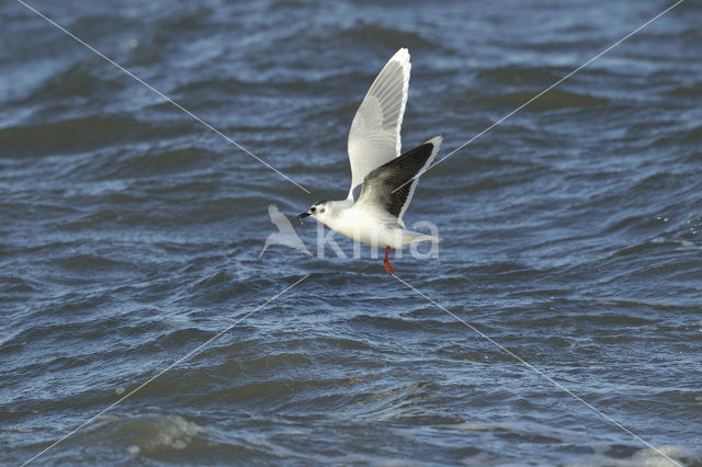 Dwergmeeuw (Larus minutus)