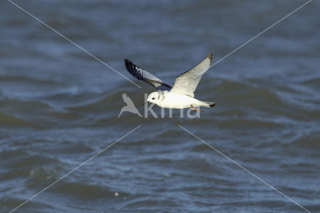 Dwergmeeuw (Larus minutus)