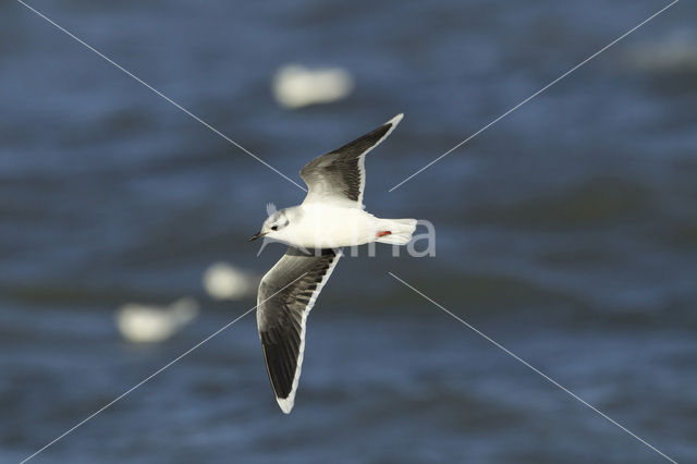 Dwergmeeuw (Larus minutus)