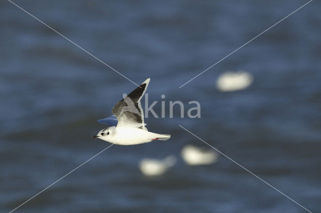 Dwergmeeuw (Larus minutus)