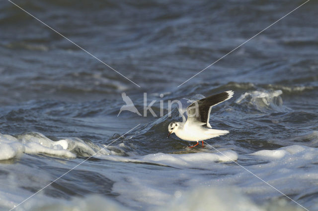 Dwergmeeuw (Larus minutus)