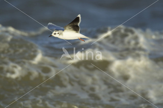 Dwergmeeuw (Larus minutus)