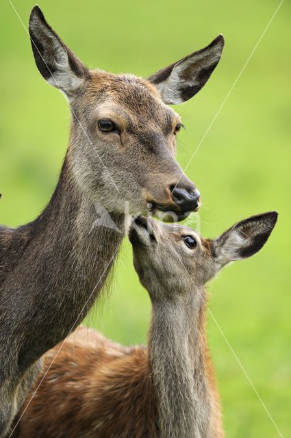 Edelhert (Cervus elaphus)