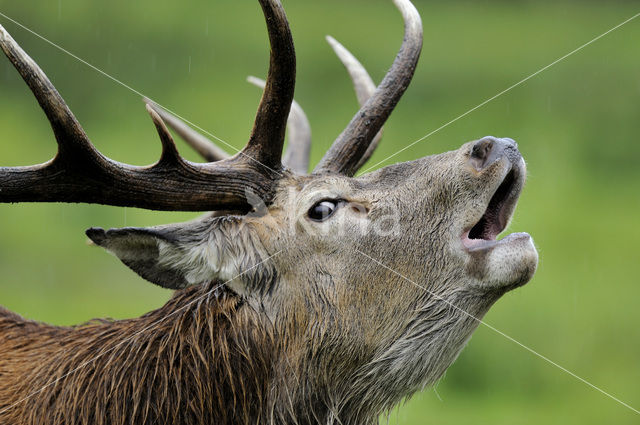 Edelhert (Cervus elaphus)