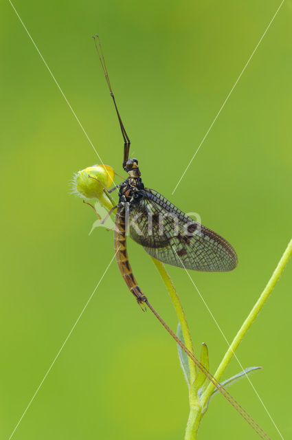 Green Drake (Ephemera danica)