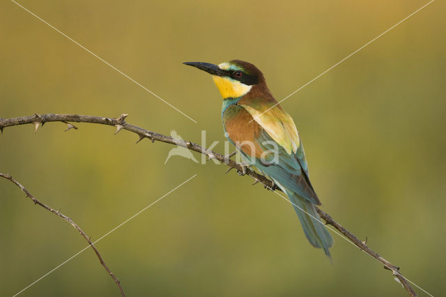 European Bee-eater (Merops apiaster)