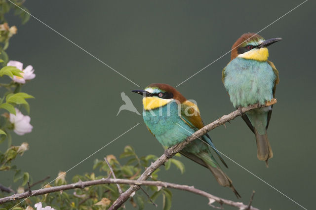 European Bee-eater (Merops apiaster)