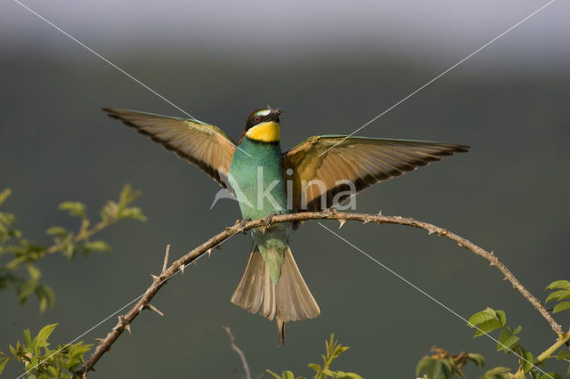 European Bee-eater (Merops apiaster)