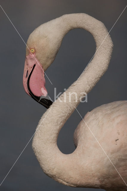 Flamingo (Phoenicopterus ruber)