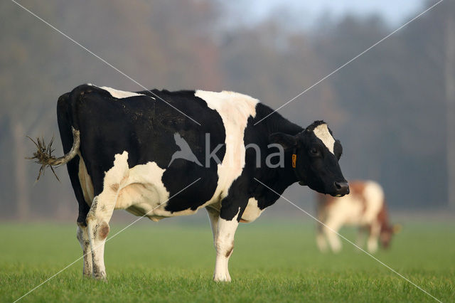 Frisian Holsteiner Koe (Bos domesticus)