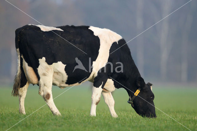 Frisian Holsteiner Koe (Bos domesticus)