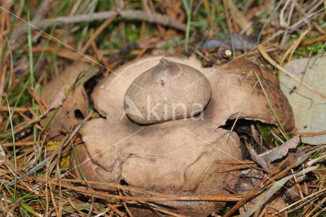 Gekraagde aardster (Geastrum triplex)