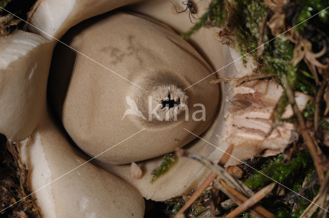 Gekraagde aardster (Geastrum triplex)