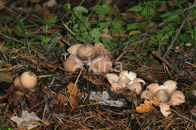 Gekraagde aardster (Geastrum triplex)