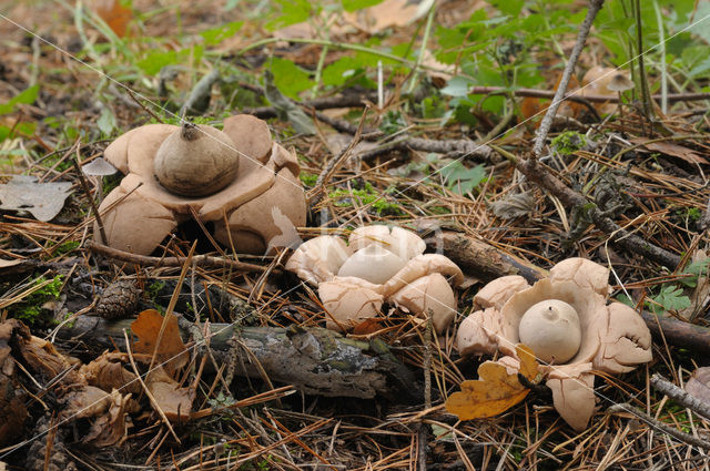 Gekraagde aardster (Geastrum triplex)