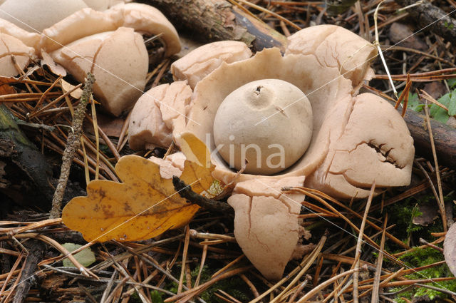 Gekraagde aardster (Geastrum triplex)