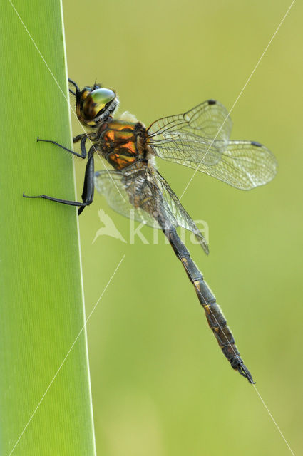 Gevlekte glanslibel (Somatochlora flavomaculata)