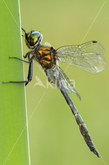 Gevlekte glanslibel (Somatochlora flavomaculata)