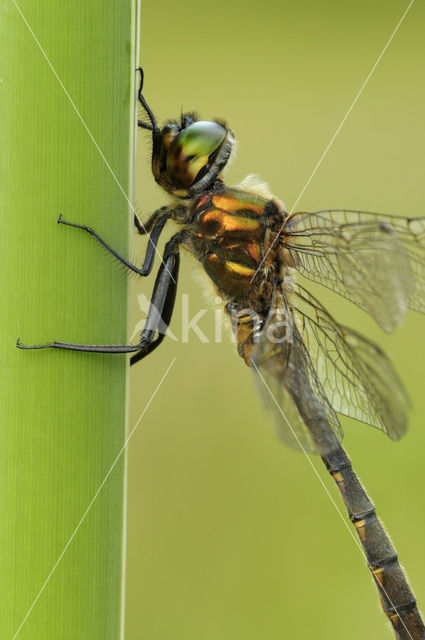 Gevlekte glanslibel (Somatochlora flavomaculata)