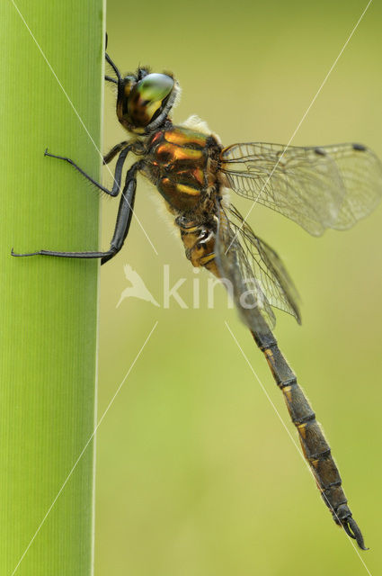 Gevlekte glanslibel (Somatochlora flavomaculata)