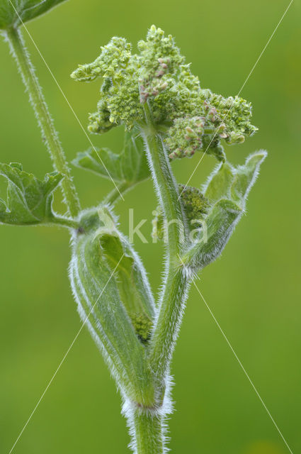 Hogweed (Heracleum sphondylium)