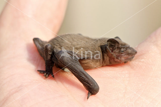 Gewone dwergvleermuis (Pipistrellus pipistrellus)