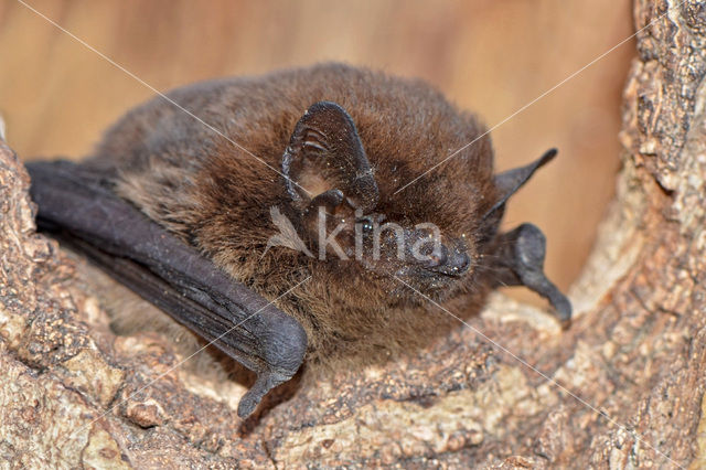 Gewone dwergvleermuis (Pipistrellus pipistrellus)