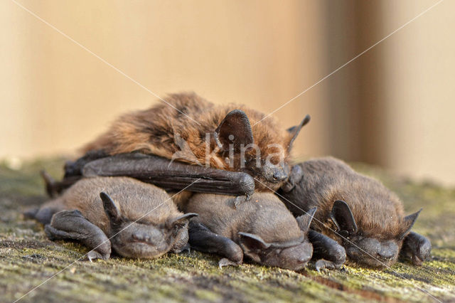 Common Pipistrelle (Pipistrellus pipistrellus)