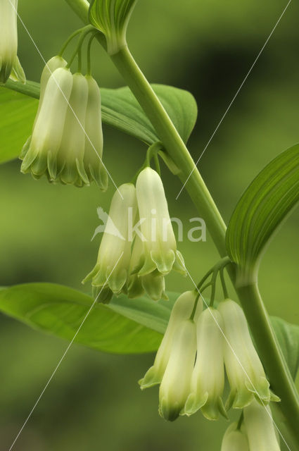 Gewone salomonszegel (Polygonatum multiflorum)