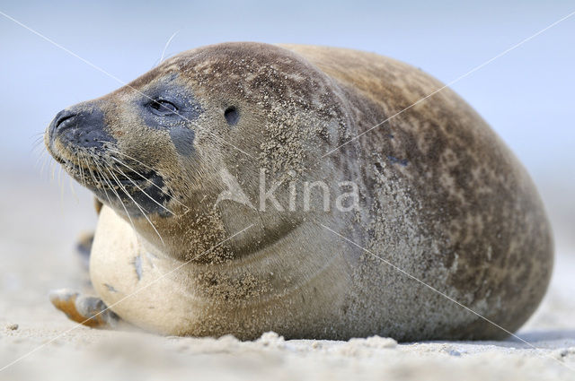 Gewone zeehond (Phoca vitulina)