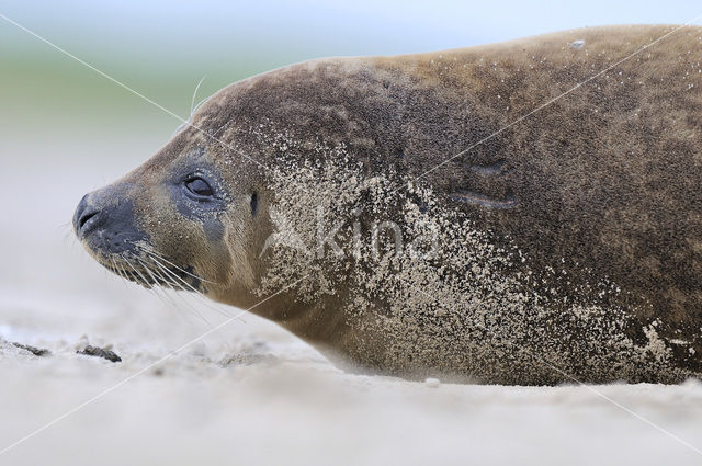 Gewone zeehond (Phoca vitulina)