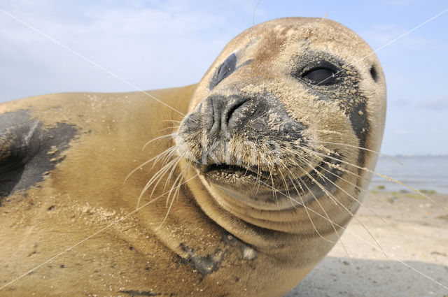 Common Seal (Phoca vitulina)