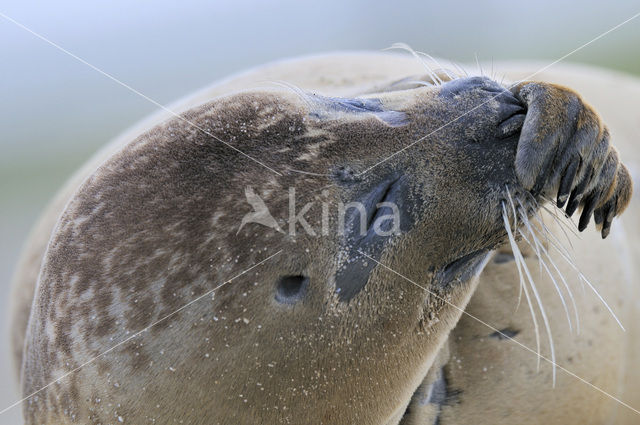 Gewone zeehond (Phoca vitulina)