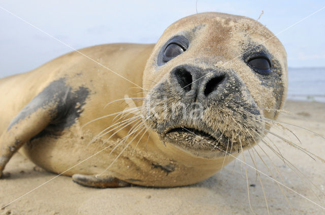 Gewone zeehond (Phoca vitulina)