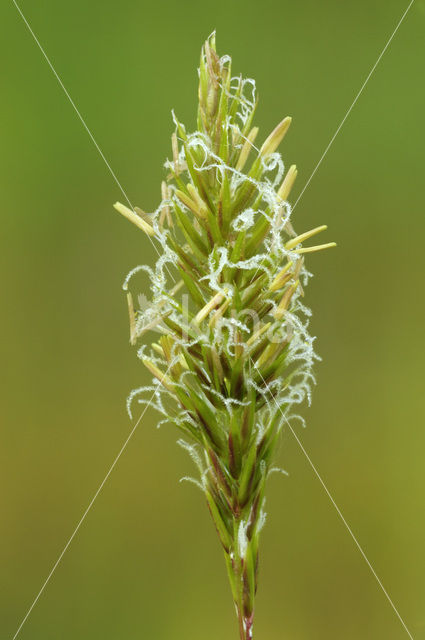 Gewoon reukgras (Anthoxanthum odoratum)