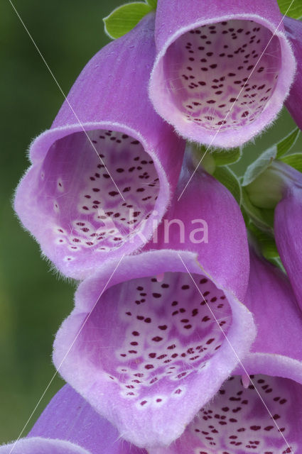 Gewoon vingerhoedskruid (Digitalis purpurea)