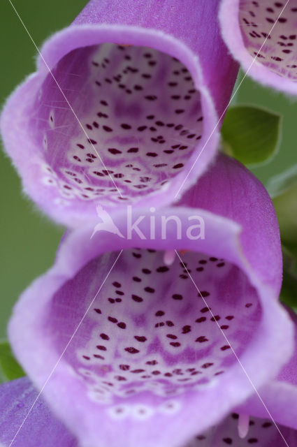 Gewoon vingerhoedskruid (Digitalis purpurea)