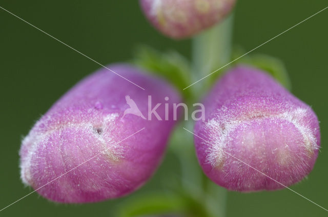 Gewoon vingerhoedskruid (Digitalis purpurea)