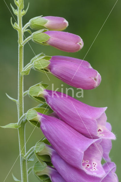 Foxglove (Digitalis purpurea)