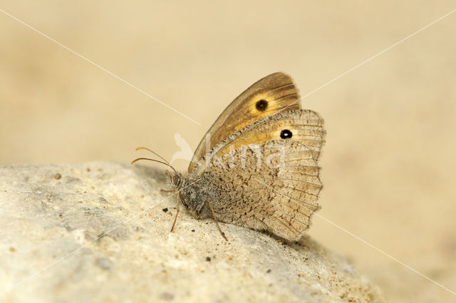 Grauw zandoogje (Hyponephele lycaon)