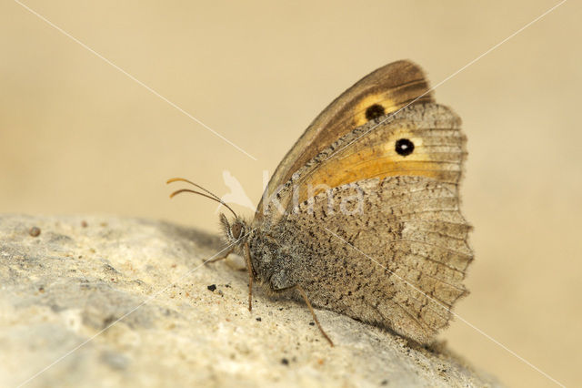 Grauw zandoogje (Hyponephele lycaon)