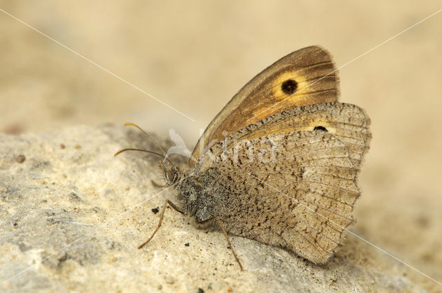 Grauw zandoogje (Hyponephele lycaon)