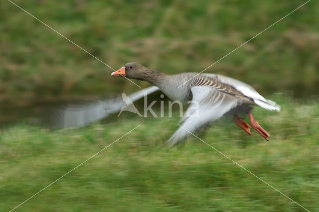 Grauwe Gans (Anser anser)