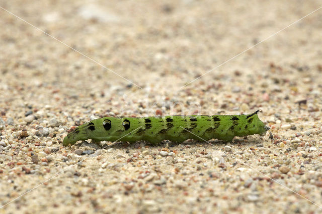 Elephant Hawk-moth (Deilephila elpenor)