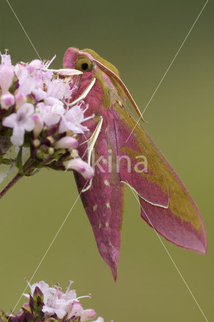 Groot avondrood (Deilephila elpenor)