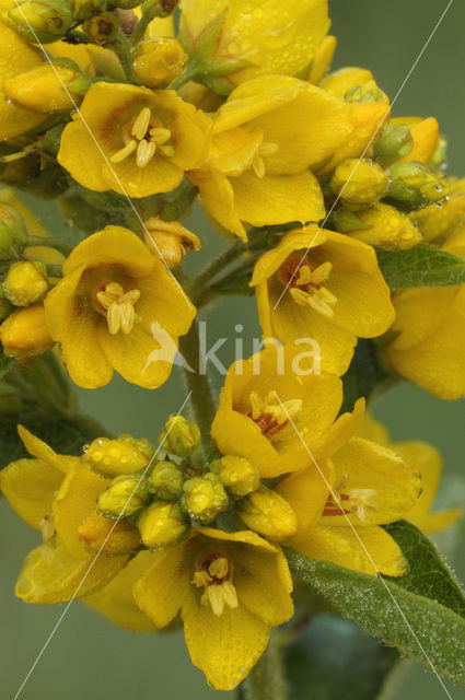 Grote wederik (Lysimachia vulgaris)