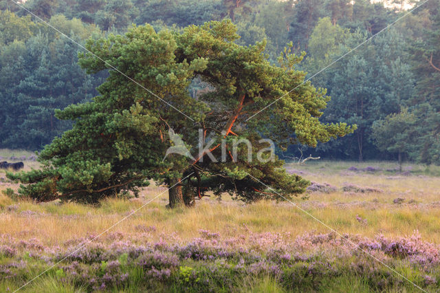 Grove den (Pinus sylvestris)