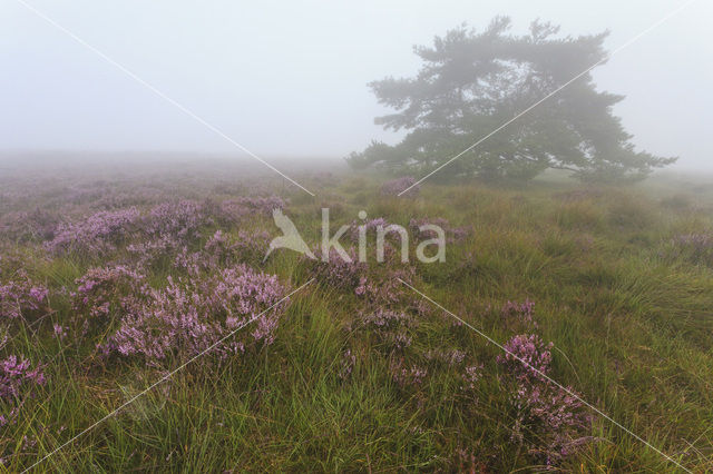 Grove den (Pinus sylvestris)